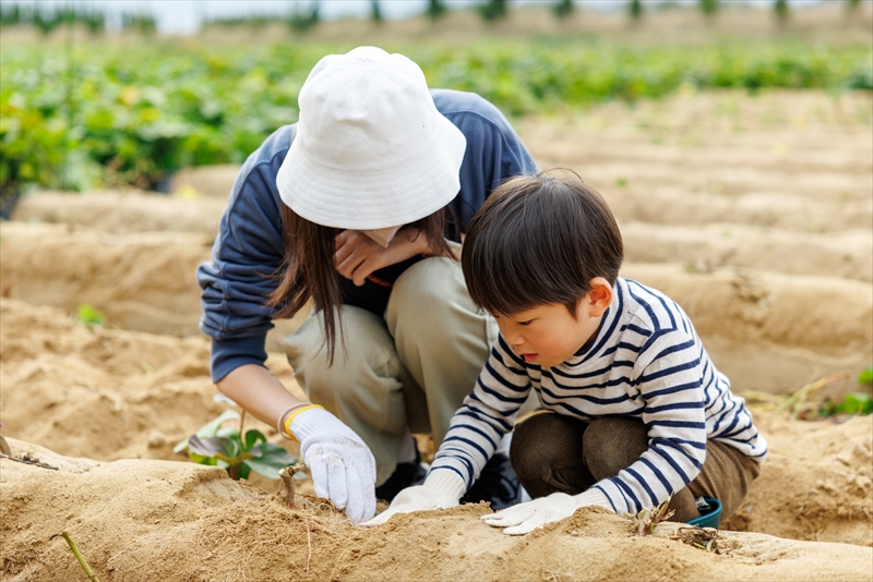 芋掘りプラン紹介